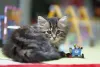 Gato de raça Maine Coon filhote com brinquedinho do lado