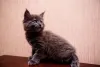 Maine Coon filhote preto com parede rosa de fundo