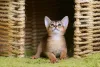 O filhote de gato Abissínio é muito curioso, traço marcante de sua personalidade inteligente