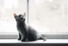 Gato cinza filhote: raça precisa de cuidados básicos com vacinação e vermifugação