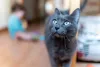 O gato Blue se dá bem com crianças, adultos e idosos