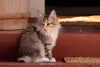 O gato Norueguês demora alguns anos para atingir a maturidade