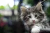 O gato Norueguês da Floresta deve ser socializado quando ainda for um filhotinho