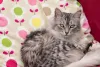 Gato peludo cinza: o Angorá é um amigo incomparável