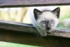 Filhote: gato cinza da raça Siamês é um dos mais procurados