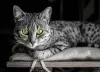 O Mau Egípcio é um gato exótico cinza que pode ser bem caro