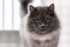 Qual a raça de gato cinza nebelung