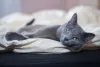 Gato: cor azul da raça azul russo