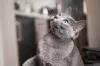 O gato cinza vira-lata é uma caixinha de surpresas