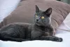 Gato de raça cinza: Chartreux é muito conhecido por seus pelos