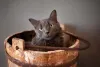Foto de gato cinza: a raça Nebelung é pouco popular, mas pode surpreender