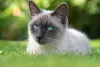 Gato Siamês cinza não é coberto por pelos muito escuros