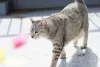 Gato cinza caminhando