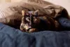 Gato escaminha deitado na cama