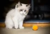 Filhote de gato Ragdoll pode aprender muitos truques com adestramento