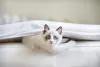 Ragdoll filhote: preço varia de acordo com características do animal