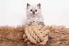 Filhote de gato Ragdoll precisa de incentivo com brincadeira
