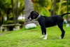 Pitbull preto de lado olhando para frente