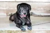 A sarna em cães pode causar muitas feridas no corpo do animal