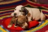 Dois filhotes de Pitbull deitados em uma almofada