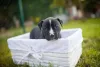 Filhote de Pitbull dentro de uma caixa em cima da grama