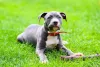 Pitbull cinza e branco deitado na grama olhando para frente