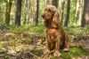 A pelagem do Cocker Spaniel Inglês é mais curta e ondulada que a do Spaniel Americano