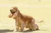 O Spaniel Inglês tem pelos sedosos que precisam de cuidados frequente