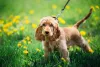 O cachorro Cocker Inglês tem um jeitinho dócil e brincalhão