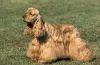 Os pelos do Spaniel Americano crescem muito rápido e costumam ser mais longos