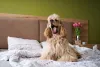 O cão Cocker Spaniel Americano é considerado uma variação do Spaniel Inglês