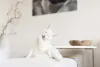 Sonhar com gato pode ter diferentes interpretações