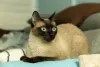 O gato Siamês puro tem a cabeça mais alongada do que o Sialata