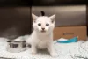 Foto do gato Siamês filhote mostra como eles nascem branquinhos