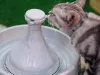 A fonte de água feita de porcelana é fácil de limpar, mas é preciso cuidado para não quebrar