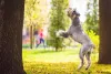 O cachorro Schnauzer gigante precisa de atividades físicas intensas