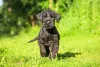 O filhote de cachorro Schnauzer gigante é pura fofura