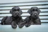 Schnauzer grande: os filhotinhos também são cheios de energia