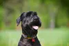 Schnauzer gigante preto é super popular e queridinho