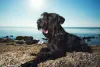 Schnauzer gigante: cachorro precisa de adestramento e socialização