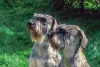 Schnauzer gigante: cachorro com as cores