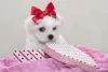 Maltês filhote com lacinho vermelho na cabeça