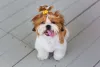 Os pelos de cachorro pequeno peludo do Shih Tzu permitem fazer lacinhos fofos