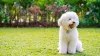 Raça de cachorro pequeno peludo: Poodle é uma ótima companhia para crianças e idosos