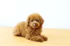 O charme do pequeno cachorro peludo Poodle está nos seus fios encaracolados