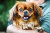 O Pequinês é um adorável cachorro pequeno e peludo