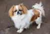 Pode ser um cachorro peludo e pequeno, mas o Pequenês tem coragem de sobra!