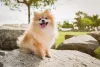 O Lulu da Pomerânia é um cachorro pequeno e peludo com uma juba única