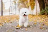 Os pelos do Bichon Frisé, cachorro pequeno peludo, o deixam parecido com um ursinho de pelúcia