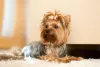 O Yorkshire é um cachorro pequeno e peludo, masque tem a coragem de uma raça grande